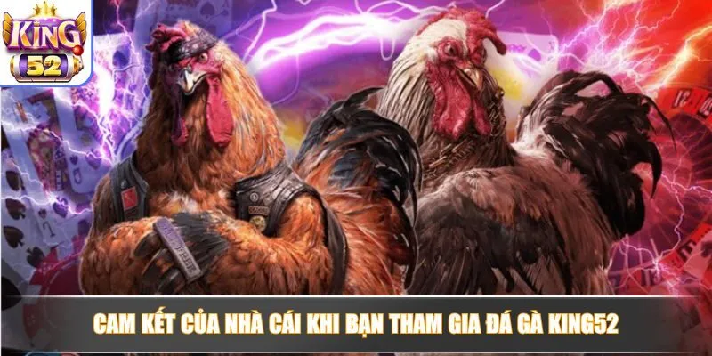 Cam kết mang đến trải nghiệm cá cược đá gà uy tín tại King52